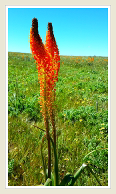 Bulbinella latifolia Rooikatstert, by Peter Maas